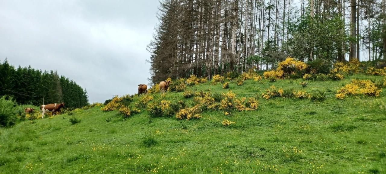 Gite Du Cheval Blanc A Houmont Sainte-Ode Ngoại thất bức ảnh